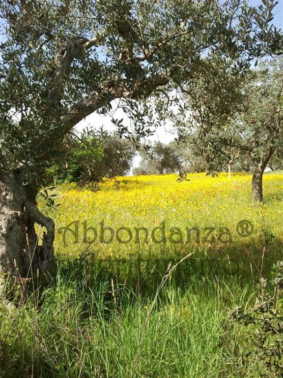 Agriturismo Abbondanza Villa Alberobello Exterior foto